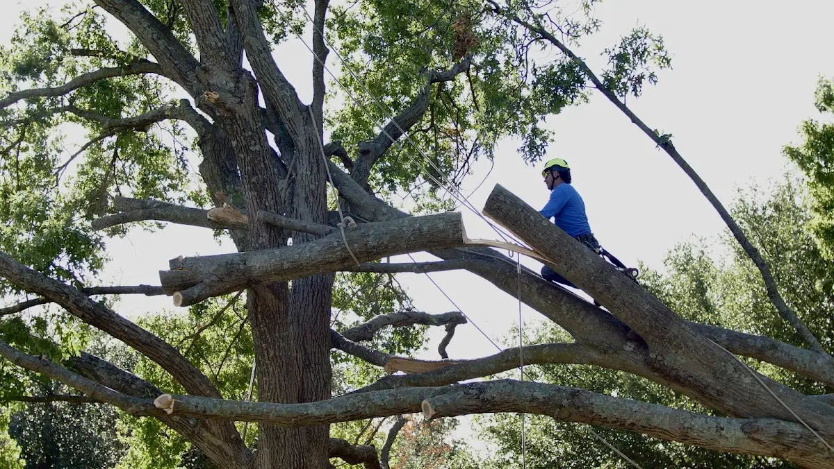 Professional Crown Thinning performed by certified arborists in Fort Ripley