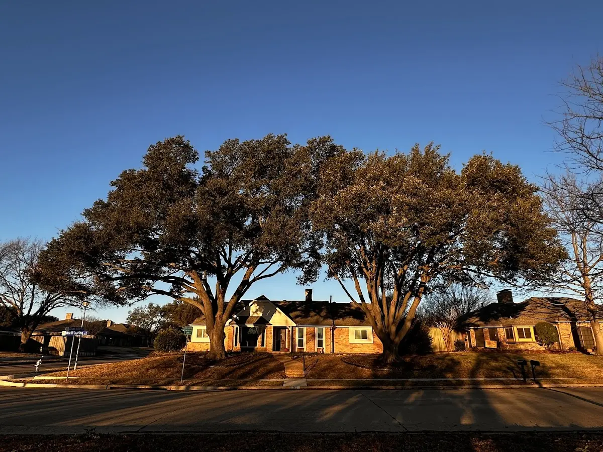 Established residential canopy tree shading a home in Fort Ripley